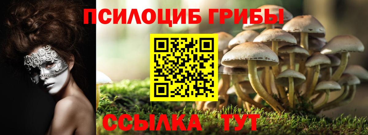 Псилоцибиновые грибы прущие грибы Знаменск